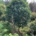 桂花2米冠3米冠4米冠价格，桂花2米冠价格，10公分价格