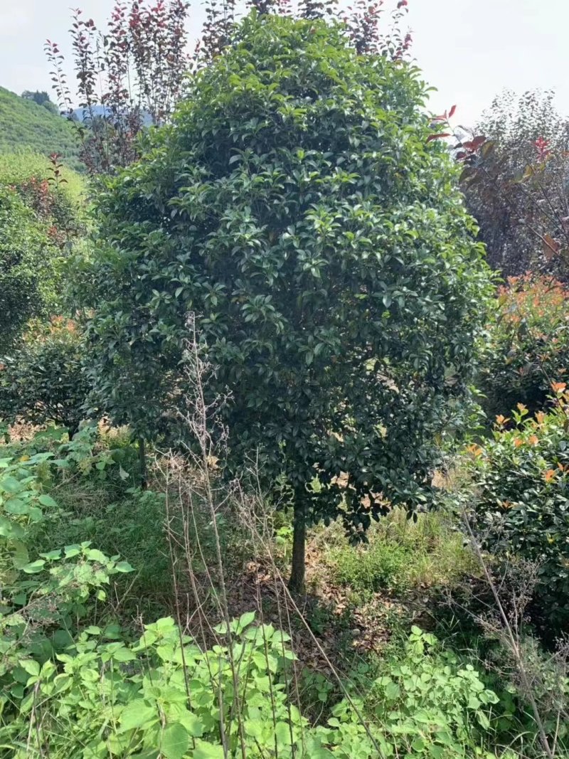 桂花2米冠3米冠4米冠价格，桂花2米冠价格，10公分价格