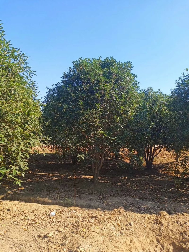 桂花2米冠3米冠4米冠价格，桂花2米冠价格，10公分价格