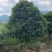 桂花2米冠3米冠4米冠价格，桂花2米冠价格，10公分价格