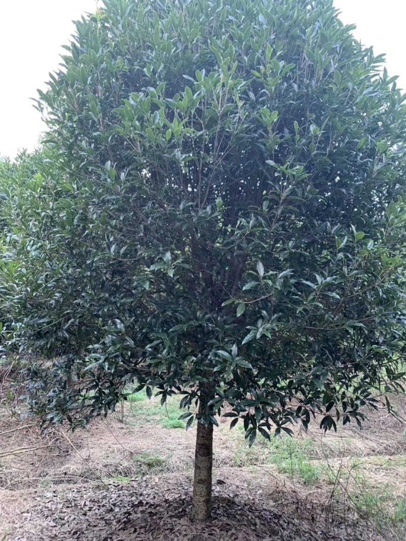桂花2米冠3米冠4米冠价格，桂花2米冠价格，10公分价格