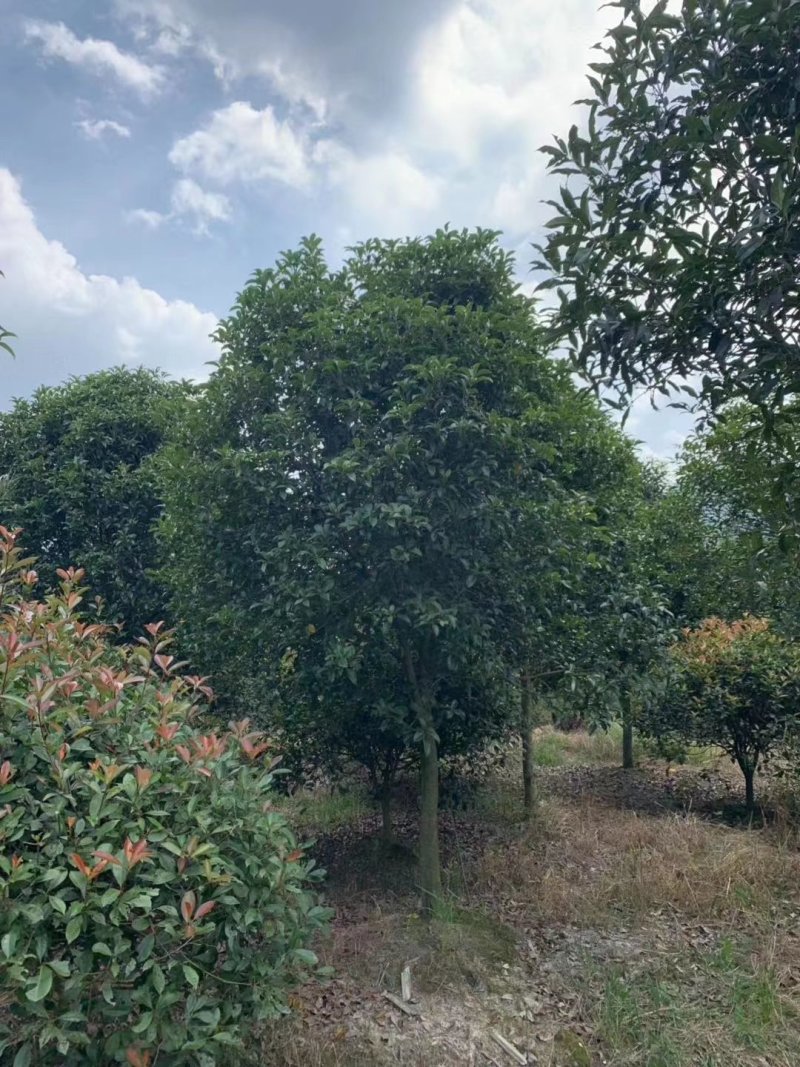 桂花2米冠3米冠4米冠价格，桂花2米冠价格，10公分价格