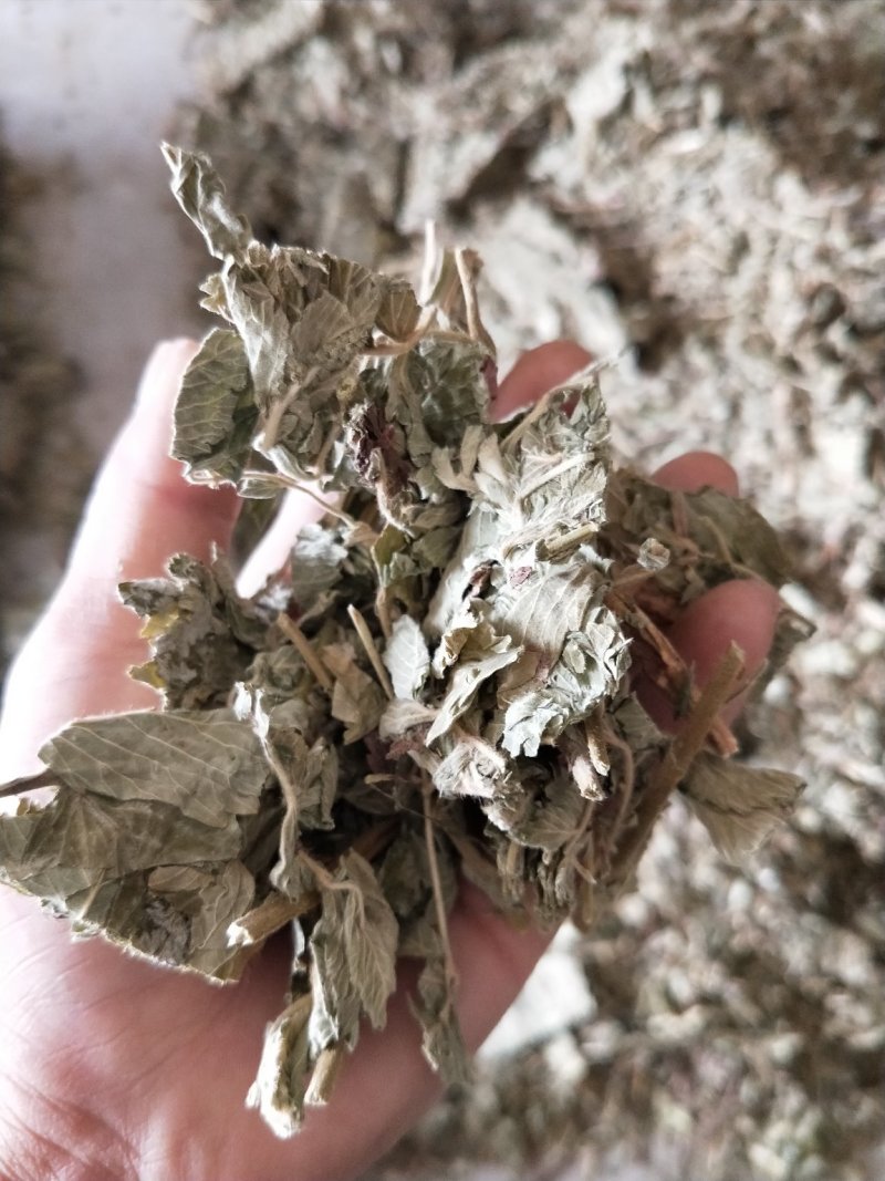 仙鹤草