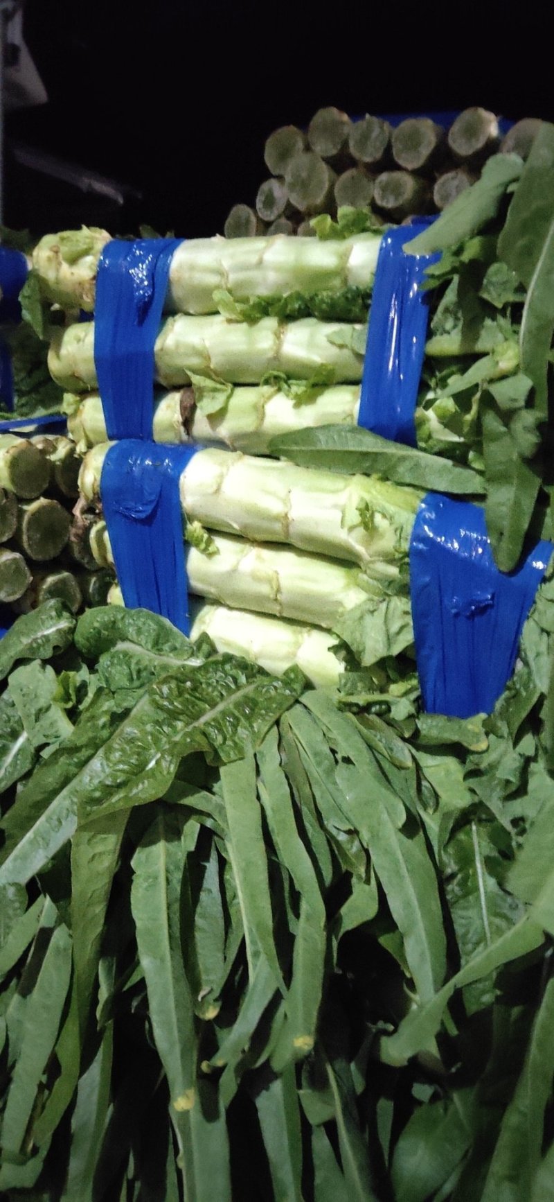 基地尖叶莴笋三青莴笋产地直销保质保量青皮绿肉
