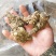 当归云南当归头1斤包邮无硫当归中药材