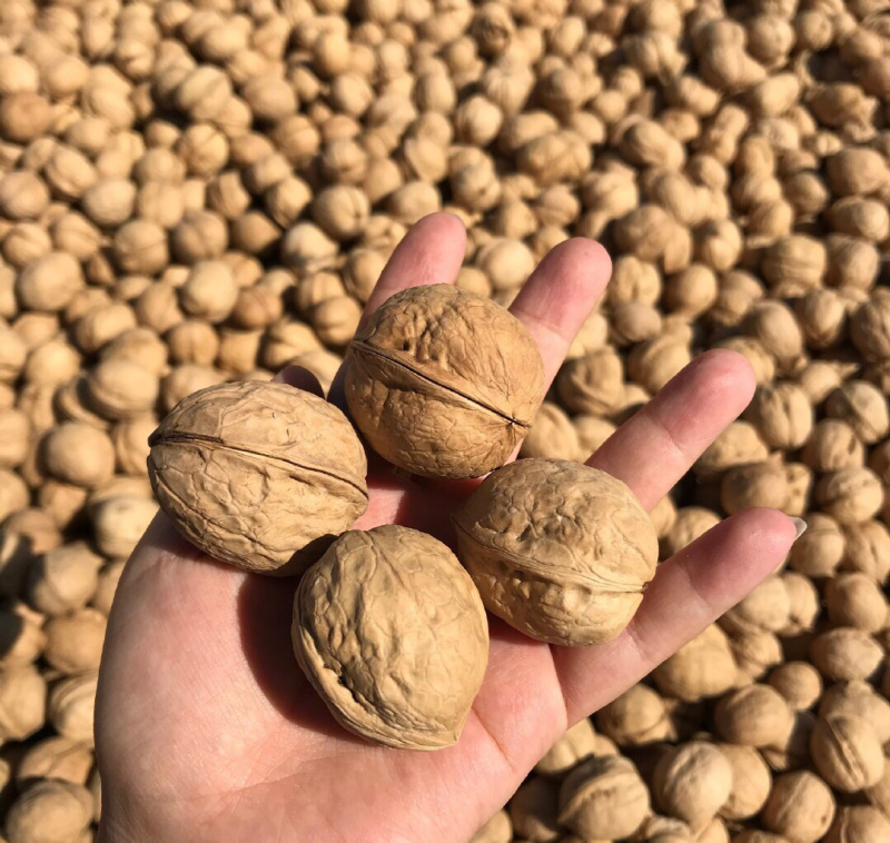新疆185纸皮核桃支持一件代发整车落地配