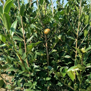 三年生营养杯大杯油茶苗50公分起