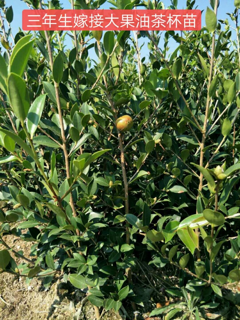 三年生营养杯大杯油茶苗50公分起