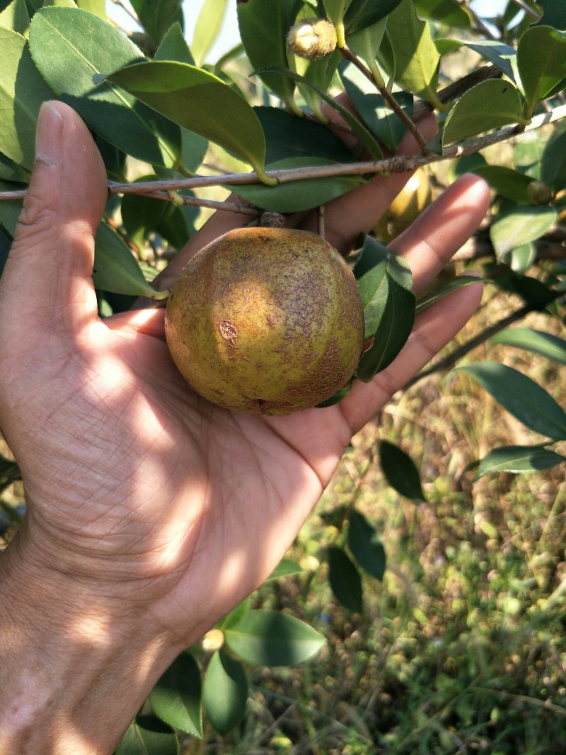 三年生营养杯大杯油茶苗50公分起