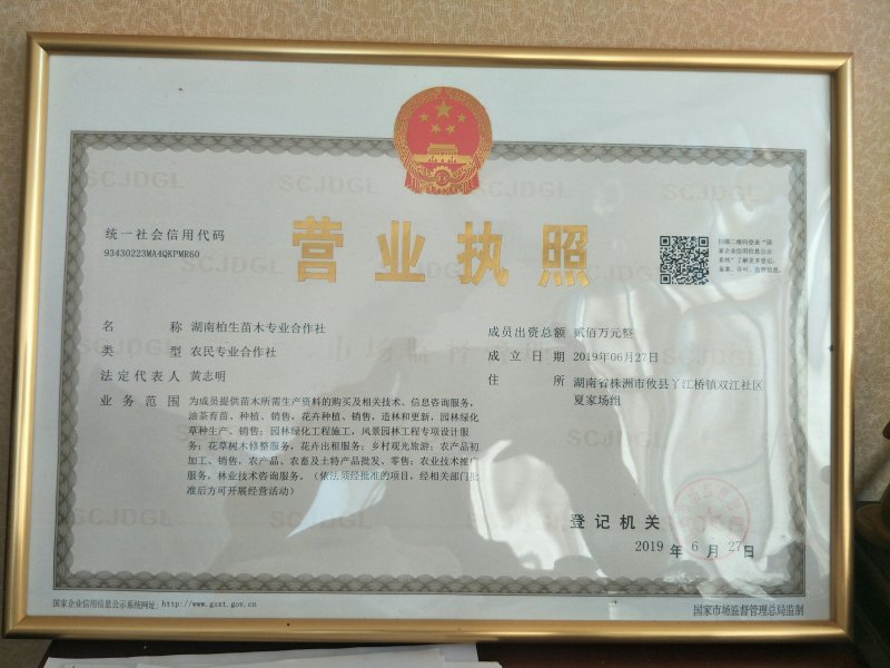 油茶苗，两年生嫁接油茶小杯苗30公分/65公分高