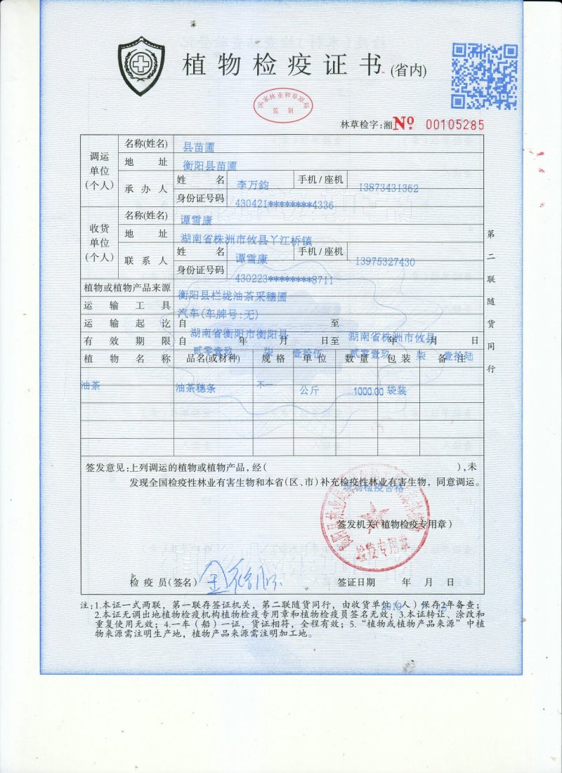 油茶苗，两年生嫁接油茶小杯苗30公分/65公分高