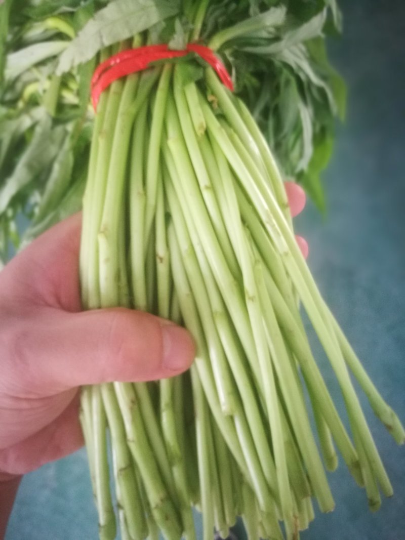 芦篙芦蒿藜蒿泥蒿蒿子2020年新鲜上市特产现货