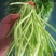 芦篙芦蒿藜蒿泥蒿蒿子2020年新鲜上市特产现货