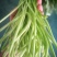 芦篙芦蒿藜蒿泥蒿蒿子2020年新鲜上市特产现货
