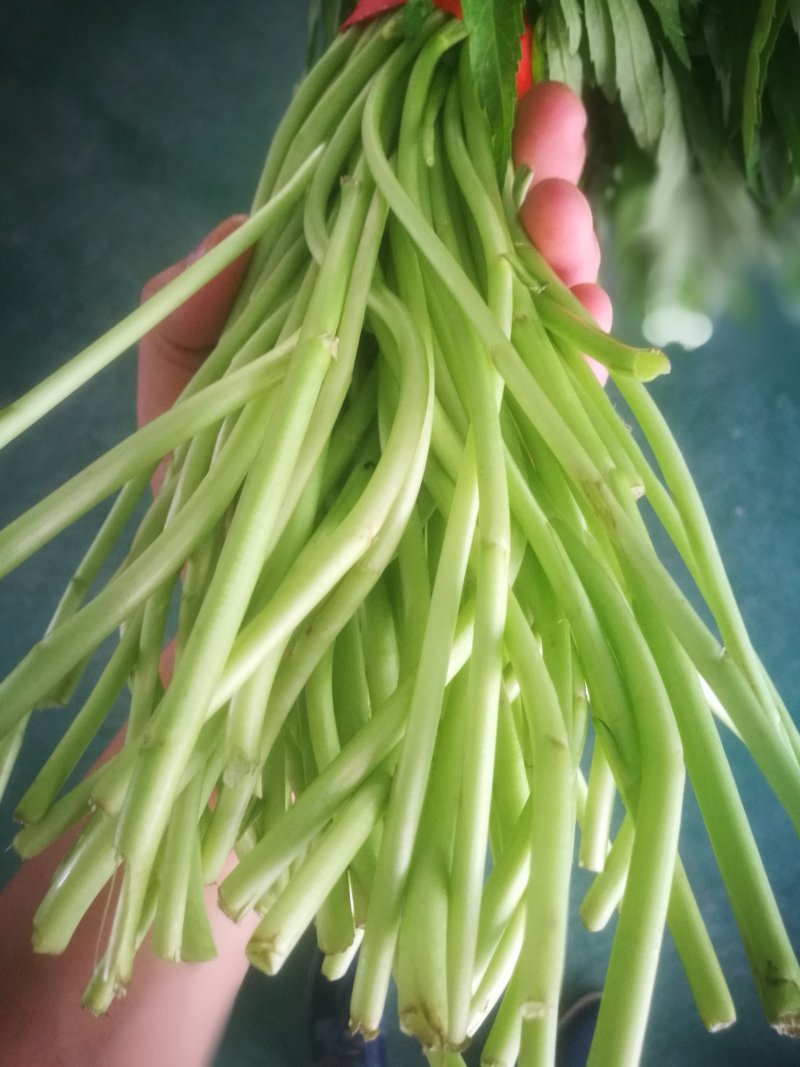 芦篙芦蒿藜蒿泥蒿蒿子2020年新鲜上市特产现货