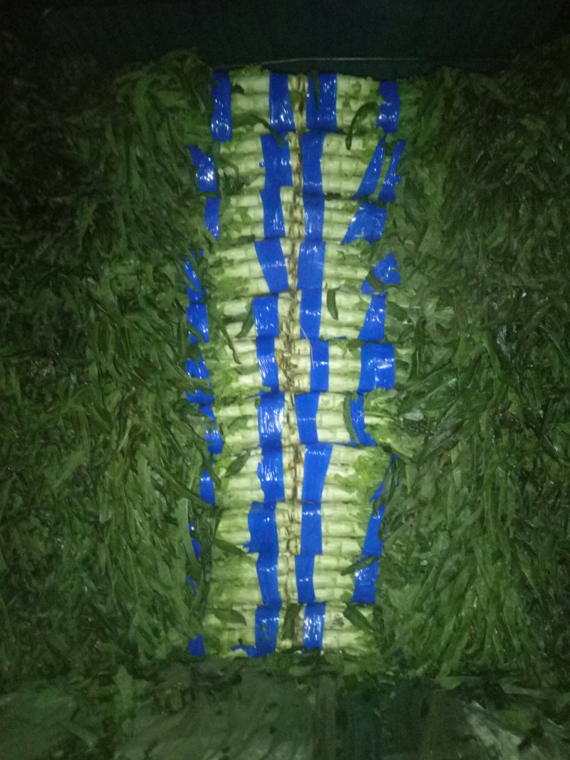 郯城红叶香莴笋产地直发量大从优保质保量一条龙服务