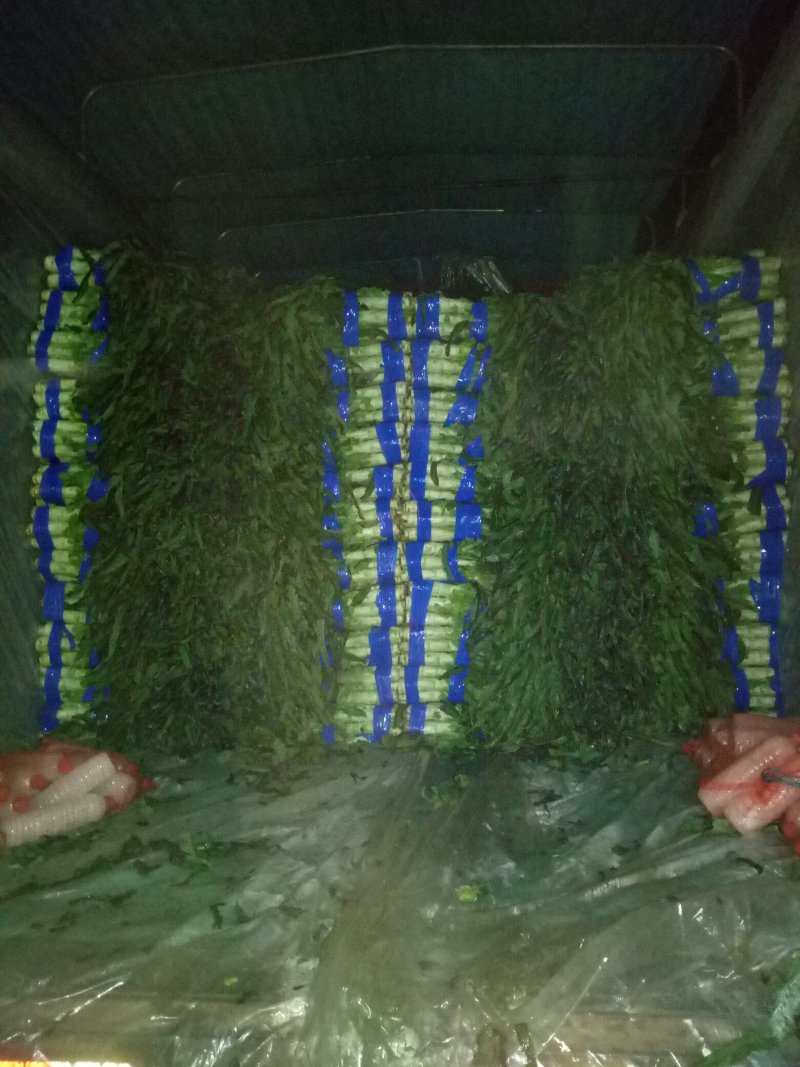 郯城红叶香莴笋产地直发量大从优保质保量一条龙服务