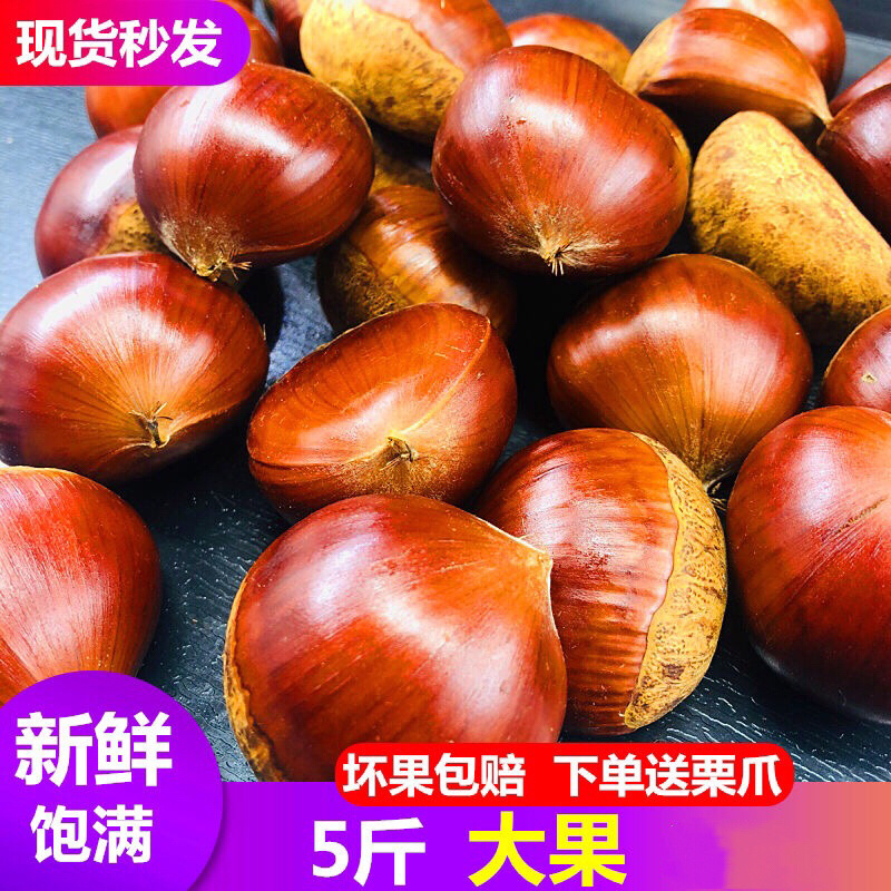 新鲜板栗生板栗现货批发毛栗子大粒野生板栗
