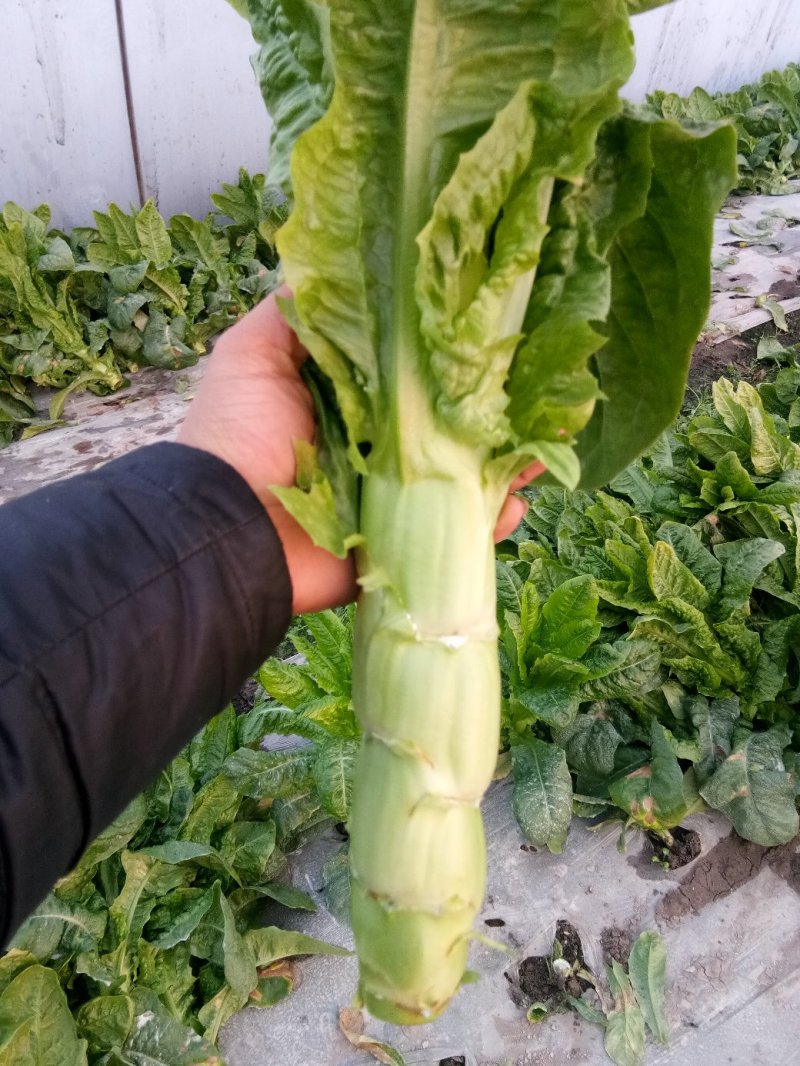 精品竹筒青竹筒青开始大量上市