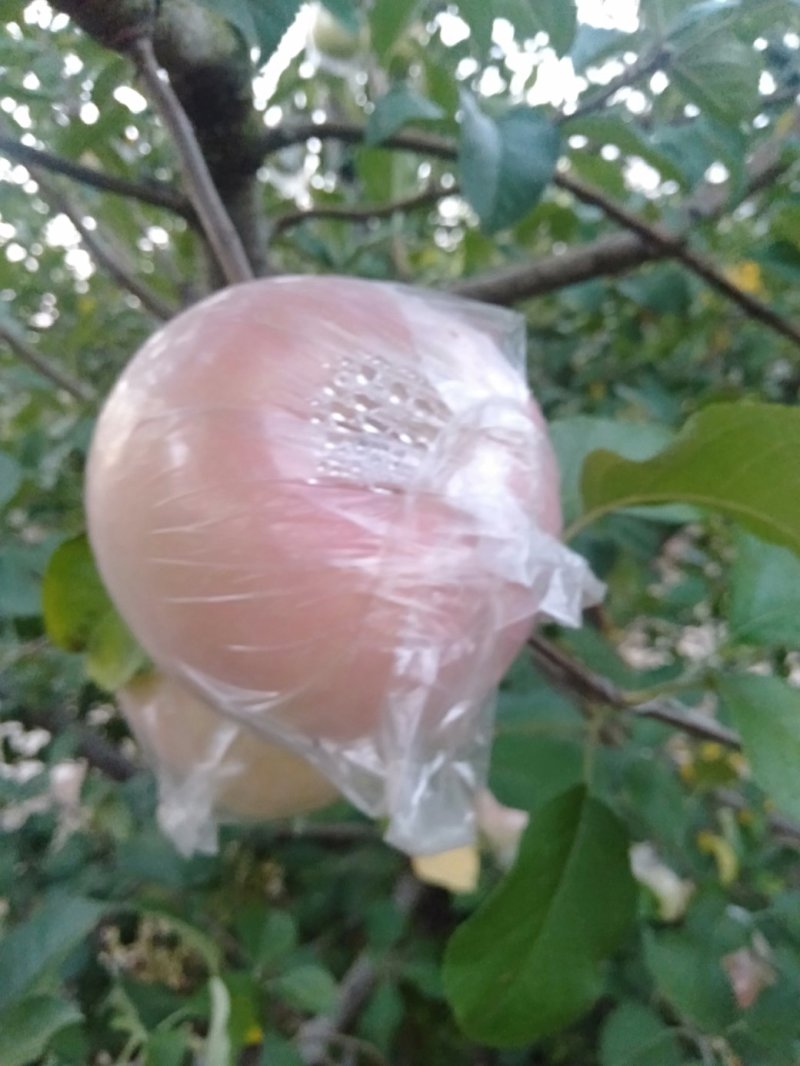 苹果梨