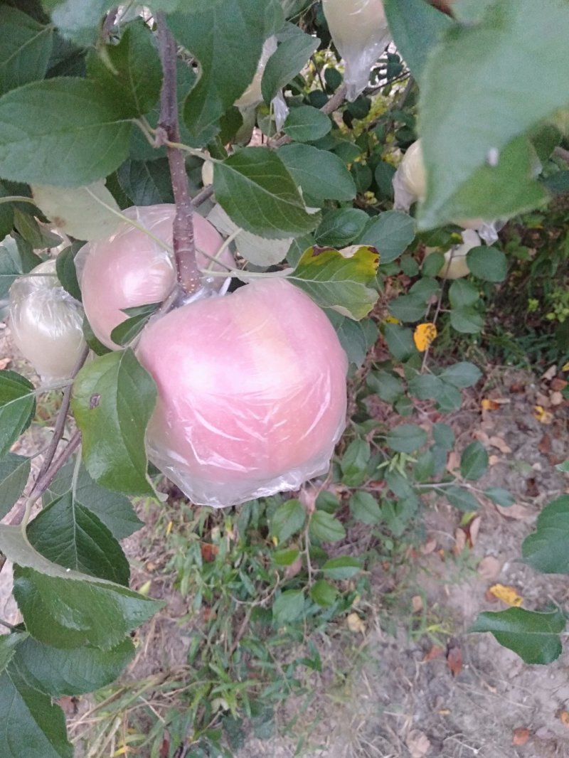 苹果梨