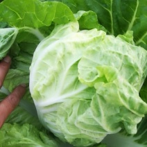 优质夏阳白菜，基地直供！量大优惠！实惠到家！