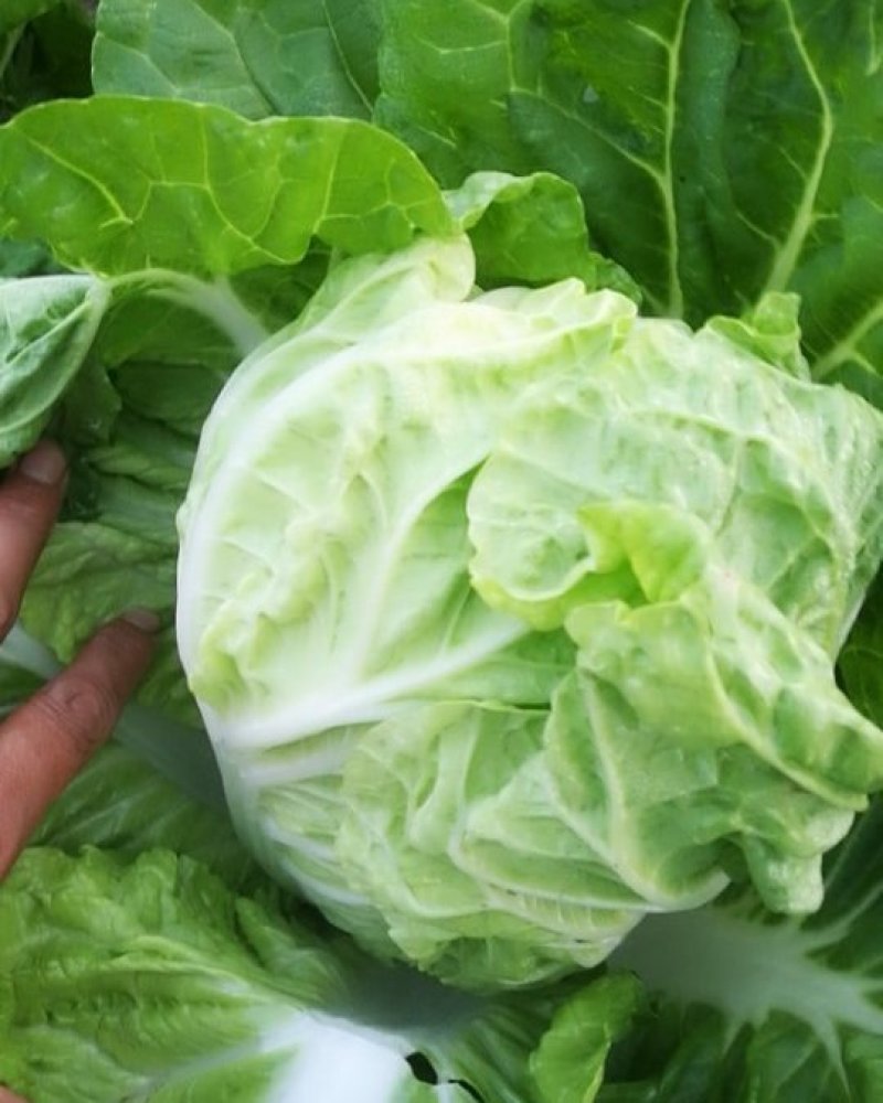 优质夏阳白菜，基地直供！量大优惠！实惠到家！