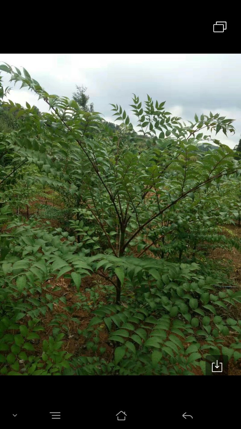 刺包菜，树头菜