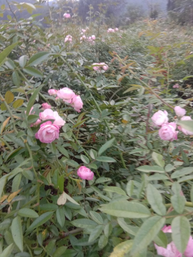 月季，蔷薇