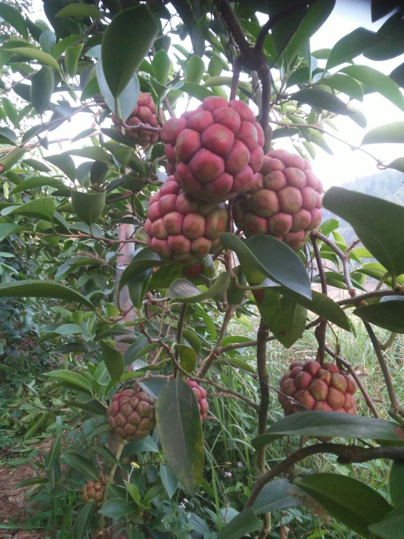 布福娜