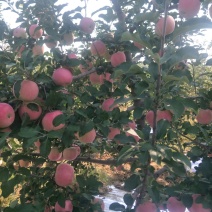 红富士苹果🍎一件代发，山西省翼城县高原苹果🍎，产地直