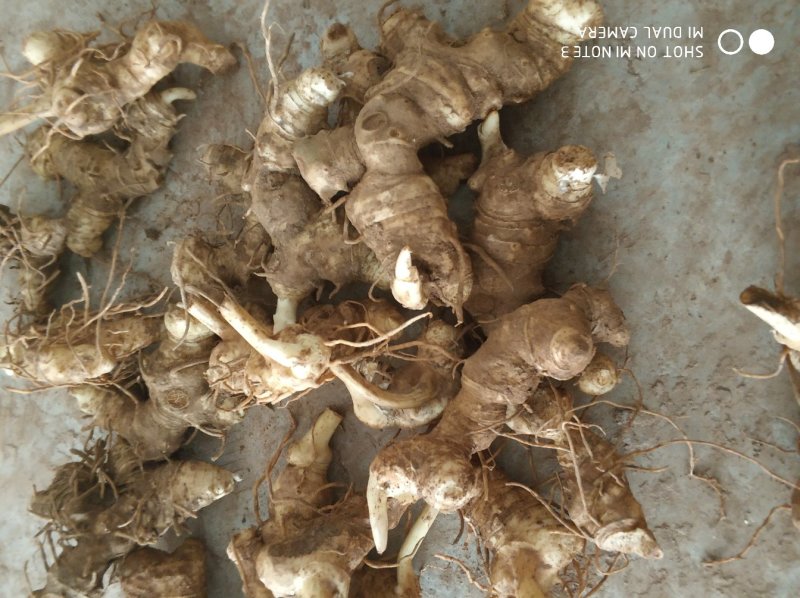 黄精(多花不倒苗)