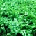鲁梅克斯种子进口俄罗斯饲料菜多年生耐寒四季牧草种籽