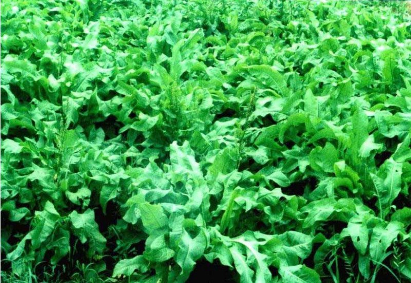 鲁梅克斯种子进口俄罗斯饲料菜多年生耐寒四季牧草种籽
