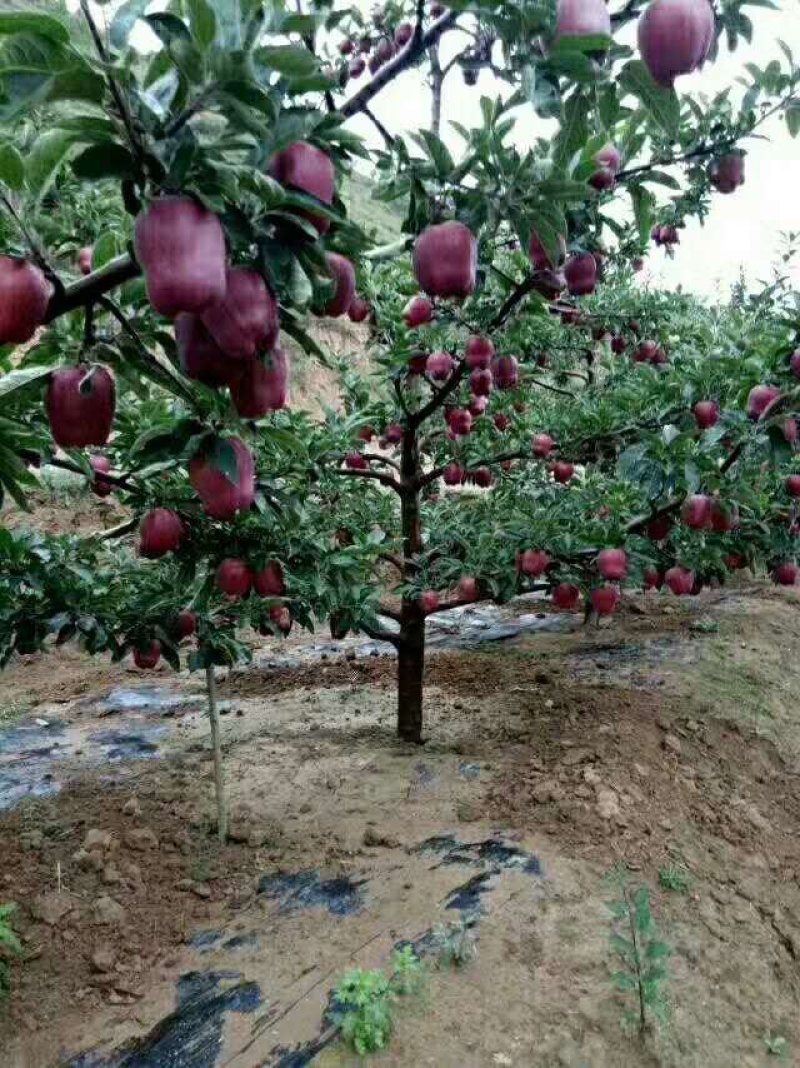 新品种嘎啦苹果苗美国八号在西北表现好种植好出售