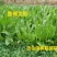 鲁梅克斯种子进口俄罗斯饲料菜多年生耐寒四季牧草种籽