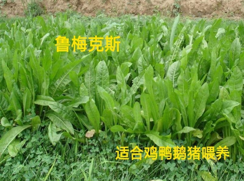 鲁梅克斯种子进口俄罗斯饲料菜多年生耐寒四季牧草种籽