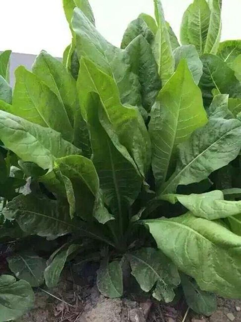 鲁梅克斯种子进口俄罗斯饲料菜多年生耐寒四季牧草种籽