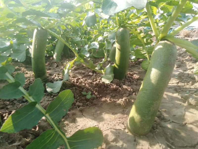 潍县青萝卜大量供应电商，加工厂。超市，团购，以及批发零售
