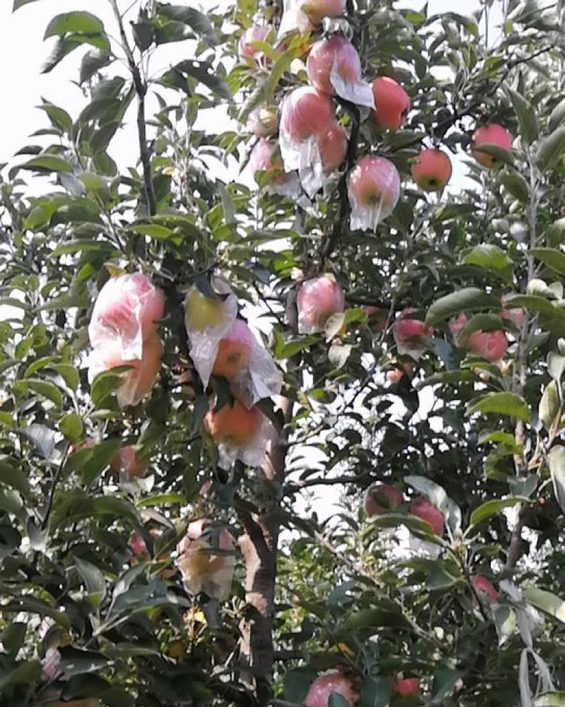 中秋王苹果