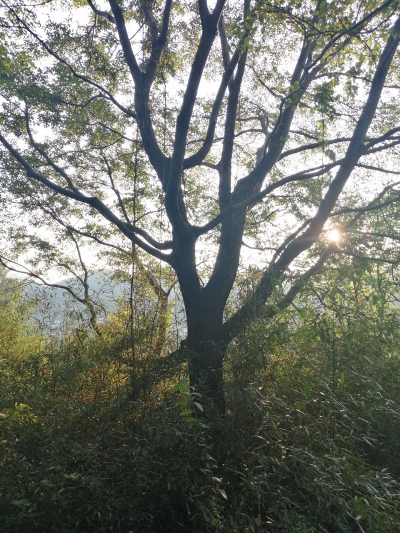 大规格朴树