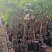 红毛丹7号苗产量高易管理种植2年就可以挂果
