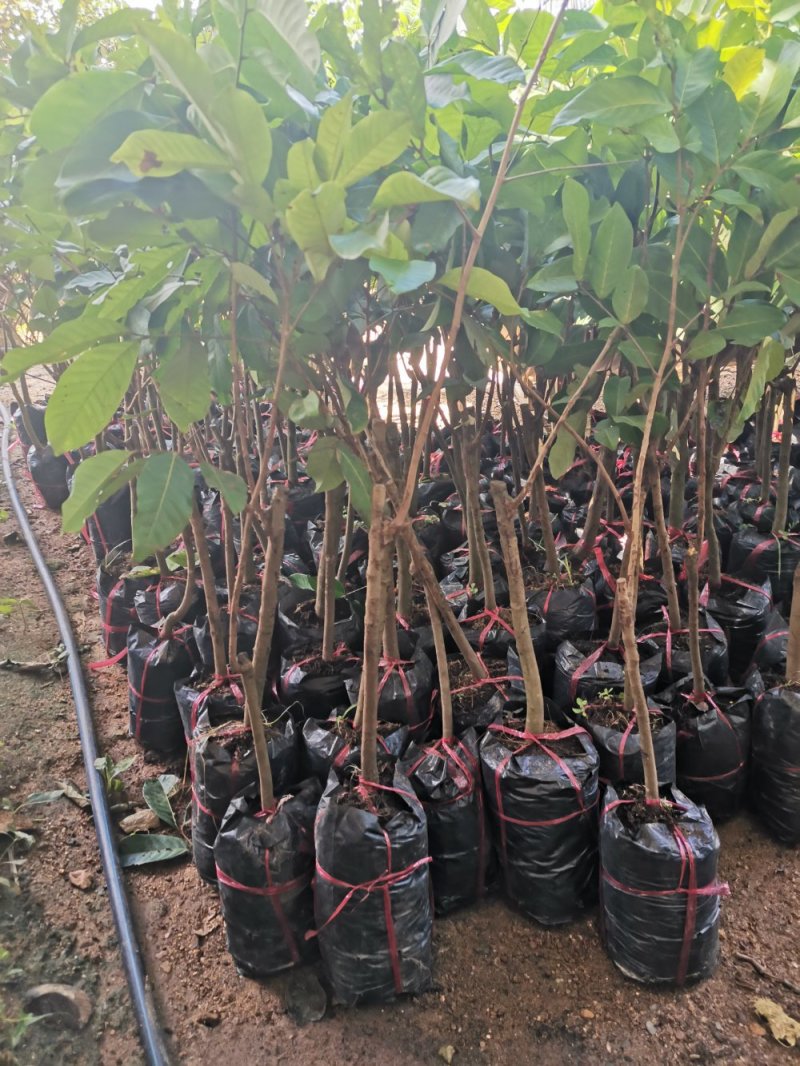 红毛丹7号苗产量高易管理种植2年就可以挂果