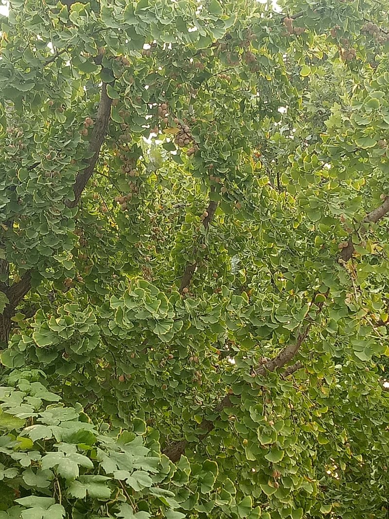 新鲜白果