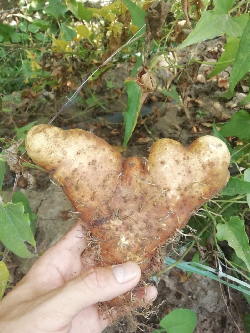 灵芝山药新货