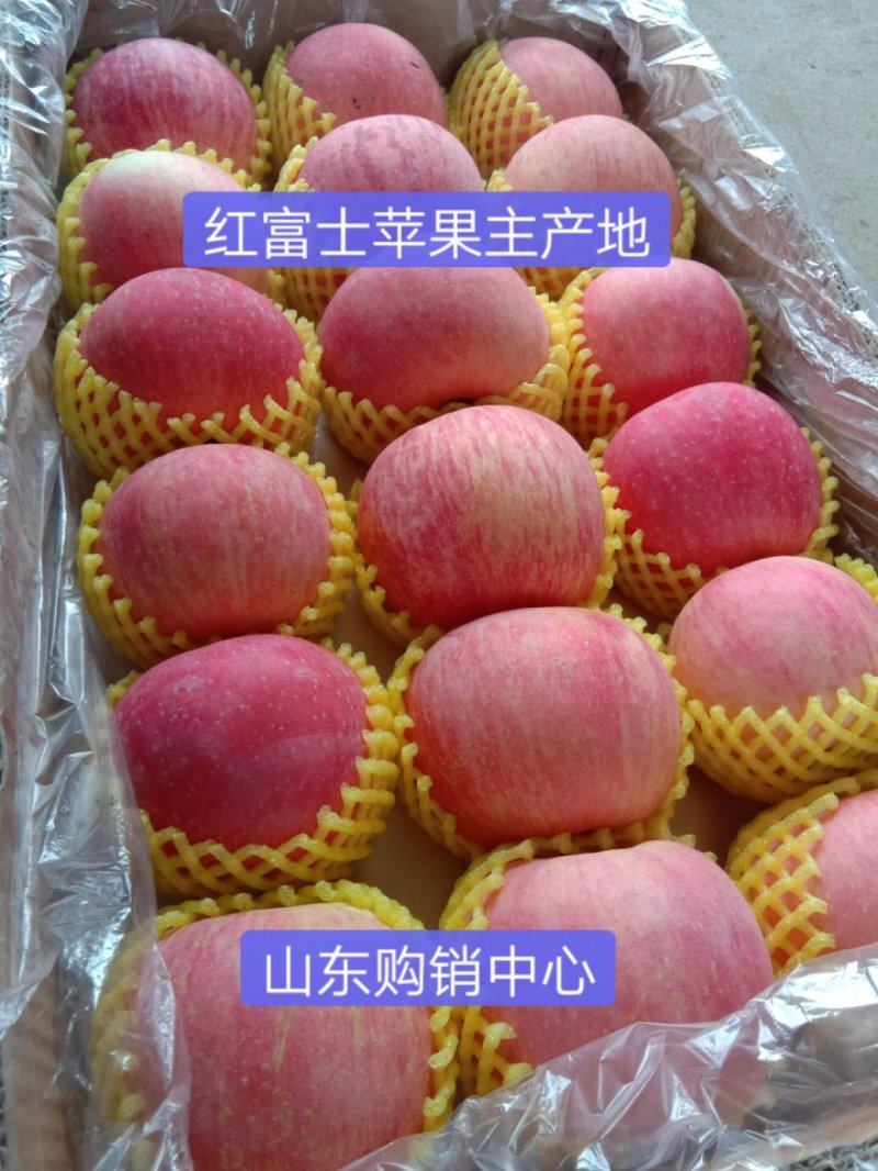 红富士苹果75－80颜色好个头大脆甜