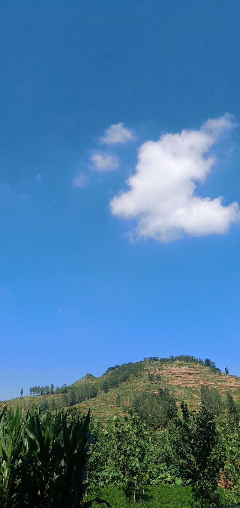 山地出租出售