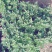 观赏菊