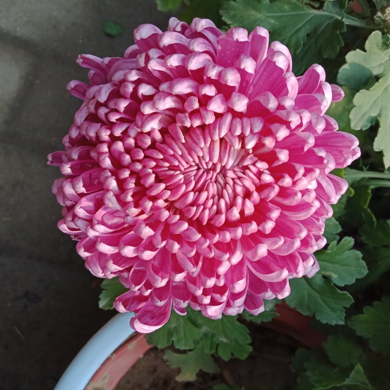 观赏菊