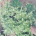 观赏菊
